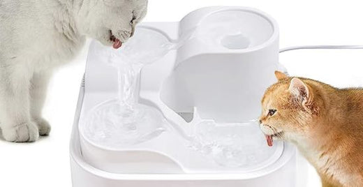 5 beste Haustier-Trinkbrunnen für Katzen und Hunde: Liste 2026
