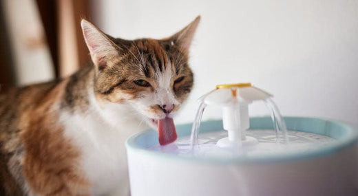4 beste Trinkbrunnen für Katzen zur Gesunderhaltung Ihrer Katze