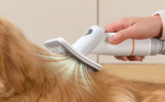 Behandlung von Hundehaarallergien: Ein umfassender Leitfaden