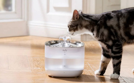 Bester Katzenbrunnen 2026: Entdecken Sie den ultimativen Leitfaden für Katzenbesitzer