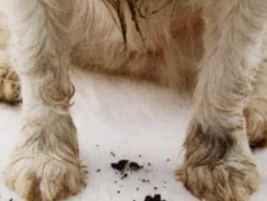 Wie man die Pfoten eines Hundes auf 7 einfache Arten reinigt