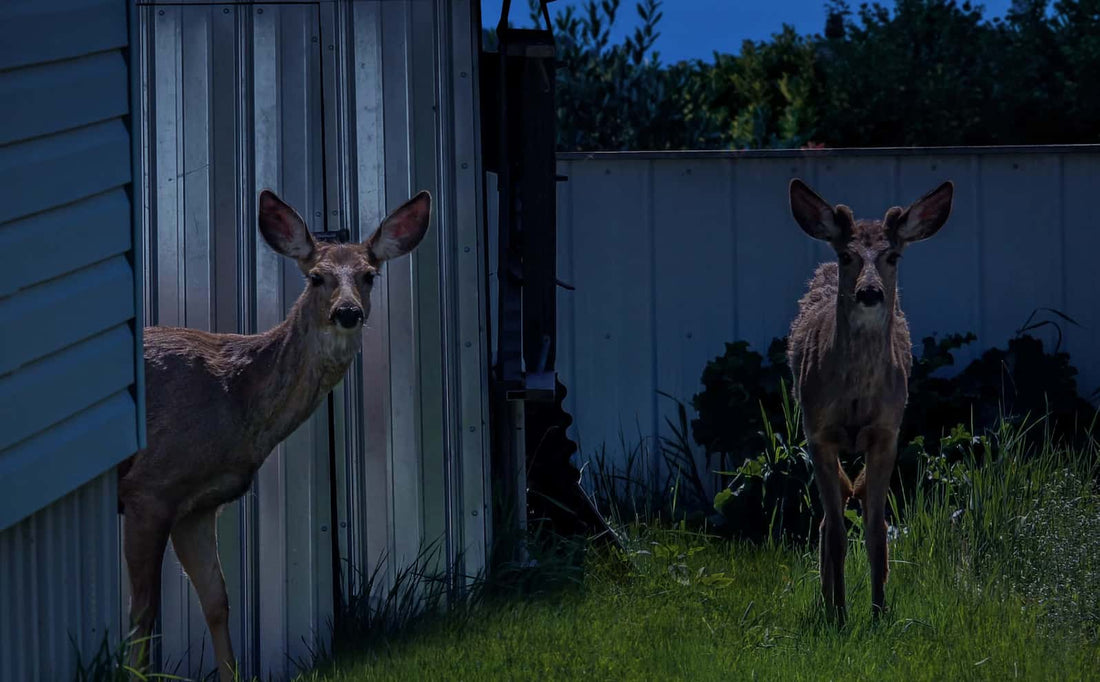 Scheune Überwachungskameras der nächsten Generation: Verbesserte Sicherheit in modernen Bauernhöfen und Ställen